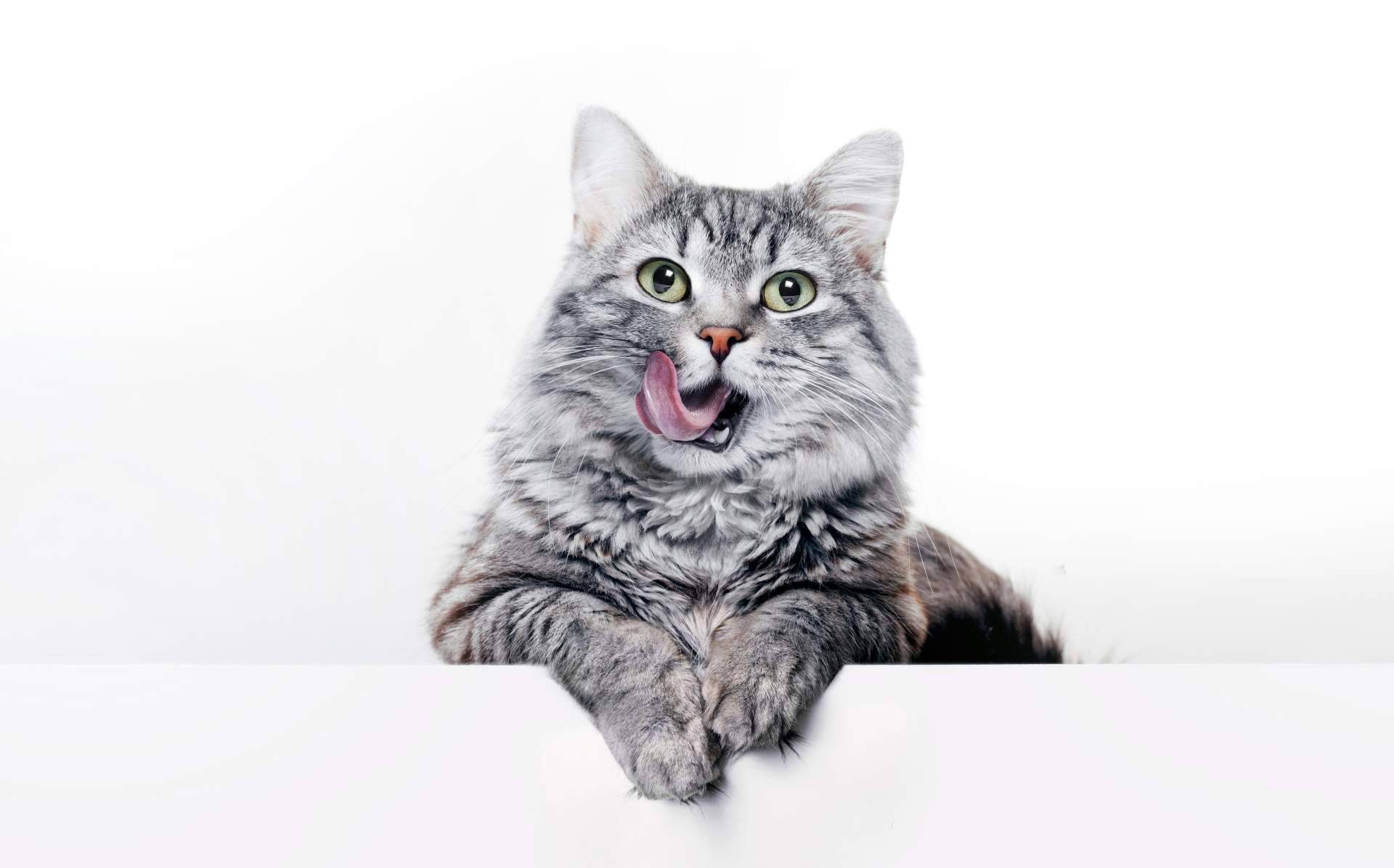 Miss Patitas Peludas, el ecommerce que facilita la compra de comida de calidad para gatos y perros