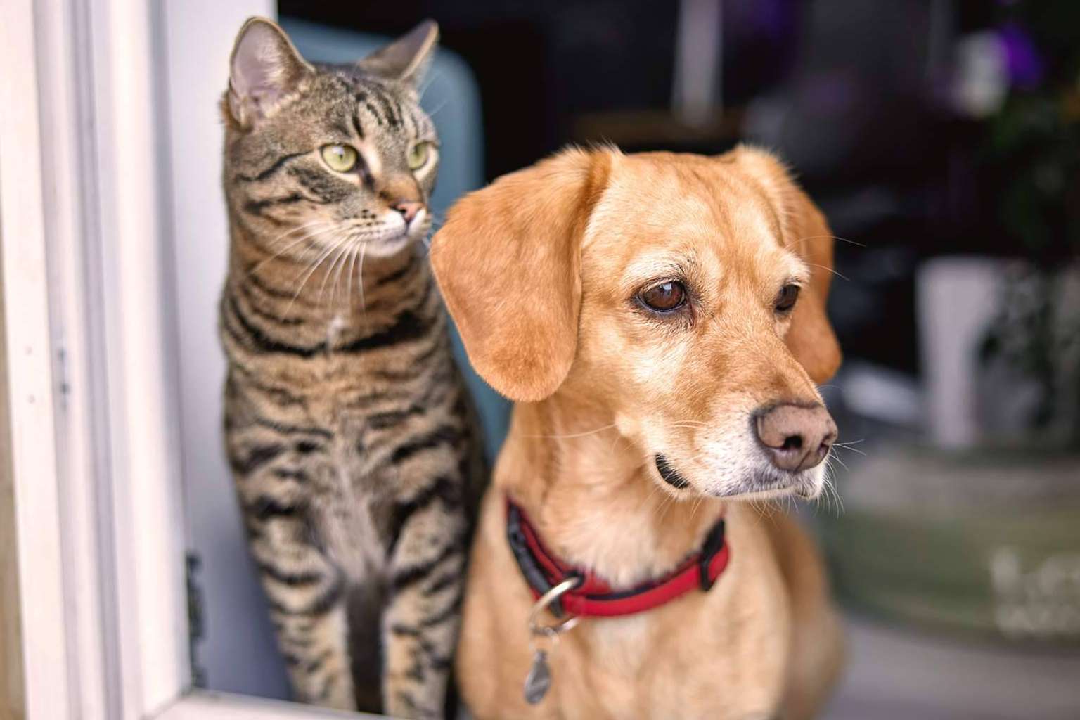 Cómo proteger a cada mascota con el seguro de Línea Directa