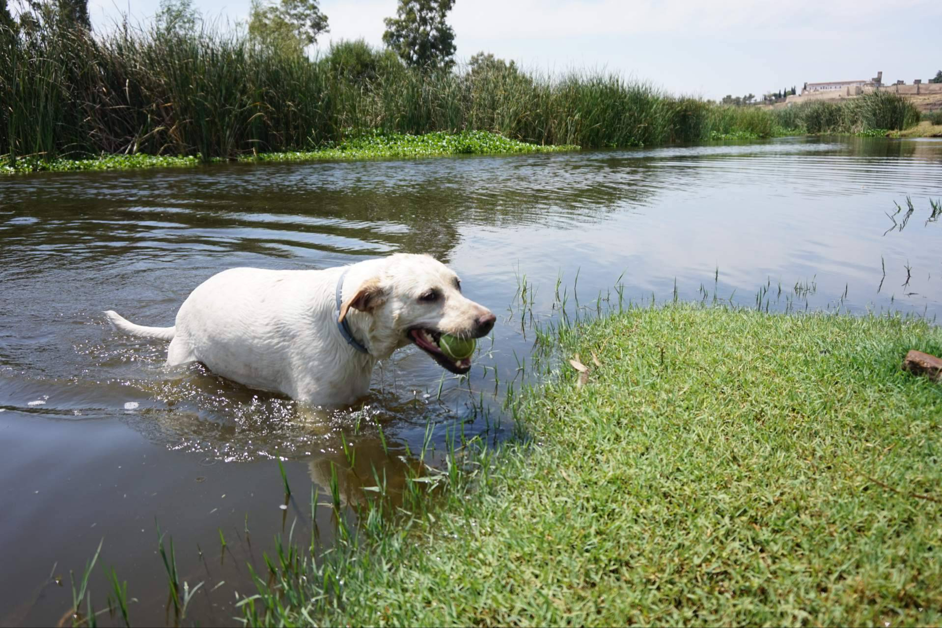 Viajar por Extremadura con mascota; rutas, naturaleza y espacios adaptados para perros